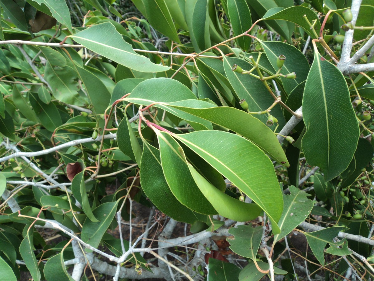 Syzygium cumini (L.) Skeels